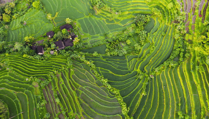 Bali: Tanah Lot, Jatiluwih Terrace, & Ulundanu Beratan Tour - Jatiluwih Rice Terrace