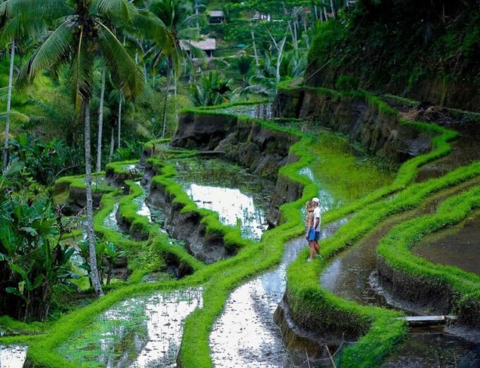 Bali: Tanah Lot, Jatiluwih Terrace, & Ulundanu Beratan Tour - Customer Reviews