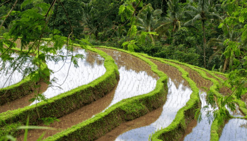 Bali: Tanah Lot, Jatiluwih Terrace, & Ulundanu Beratan Tour - Inclusions