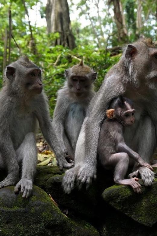 Bali: Tanah Lot Temple, Monkey Forest, Waterfall & Jatiluwih - Sangeh Monkey Forest