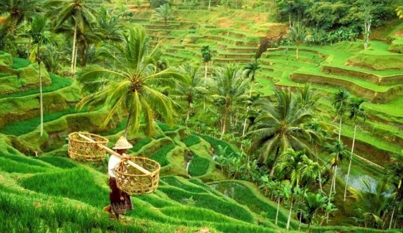 Bali: Tanah Lot Temple, Monkey Forest, Waterfall & Jatiluwih - Leke-leke Waterfall