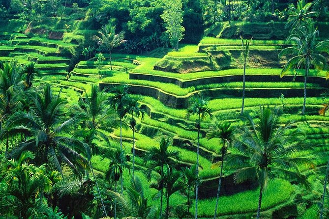 Bali Temples and Rice Terraces Tour - Balinese Coffee Experience