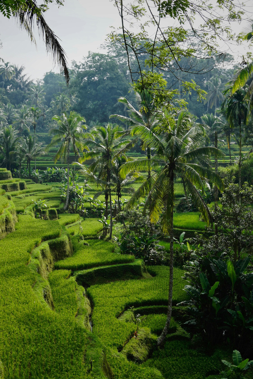 Bali : Temples, Waterfalls & Rice Terraces Private Tour - Important Information