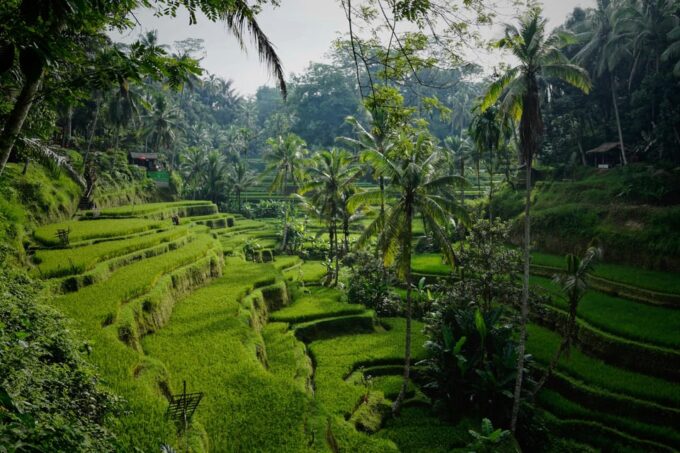 Bali : Temples, Waterfalls & Rice Terraces Private Tour - Cancellation Policy