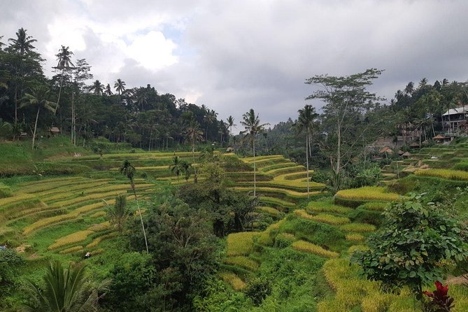 Bali Tour: Ubud Most Popular Place - Cultural Immersion