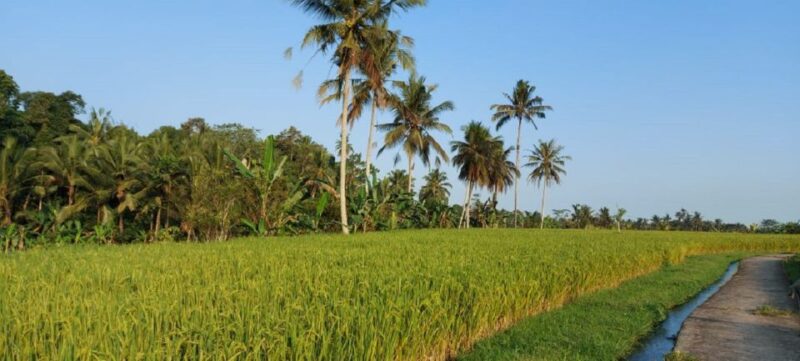 Bali: Traditional Village Life Tour - Customer Feedback