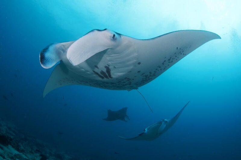 Bali: Try Scuba Diving Day Trip to Nusa Penida Pool+2 Dives - Itinerary