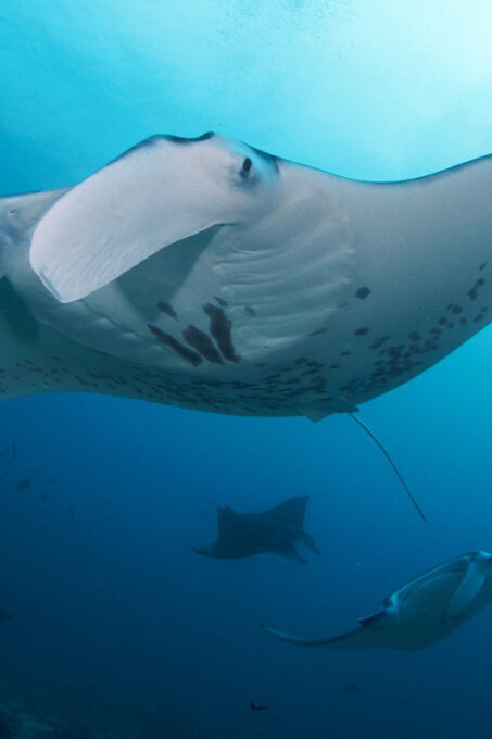 Bali: Try Scuba Diving Day Trip to Nusa Penida Pool+2 Dives - Frequently Asked Questions