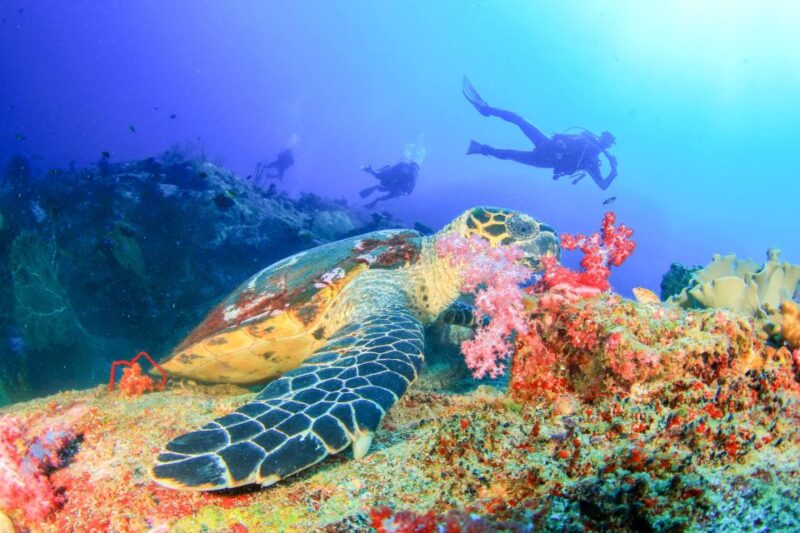 Bali: Tulamben Bay Beginners Dive Experience - Key Points