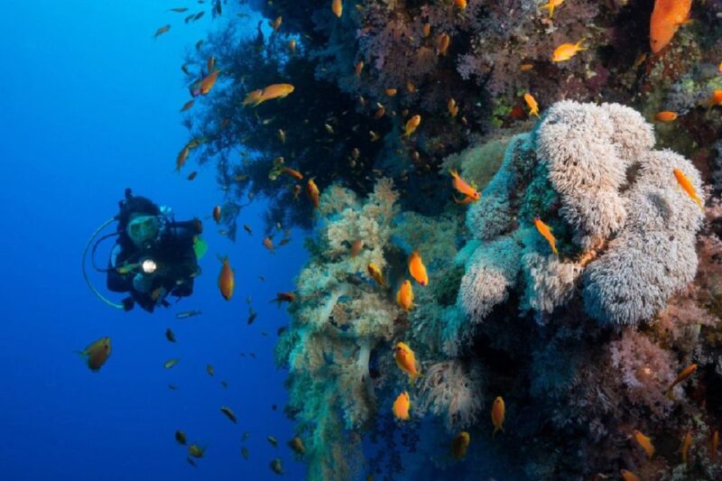 Bali : Tulamben Diving USAT Liberty Full Day With Transfer - Key Points