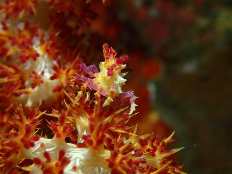 Bali : Tulamben Diving USAT Liberty Full Day With Transfer - Pricing and Discounts