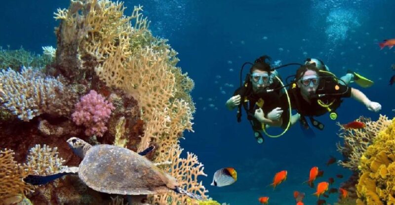 Bali : Tulamben Diving USAT Liberty Full Day With Transfer - Dive Experience and Locations