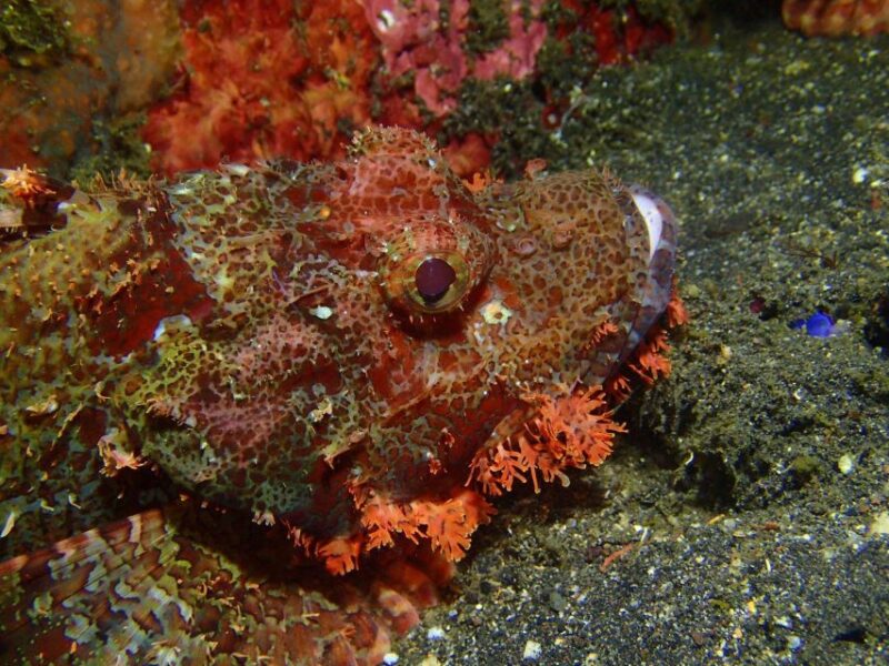 Bali : Tulamben Diving USAT Liberty Full Day With Transfer - Itinerary and Transportation