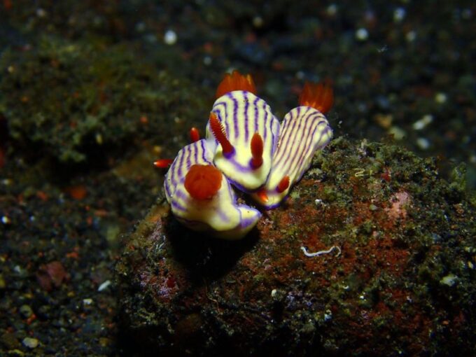Bali : Tulamben Diving USAT Liberty Full Day With Transfer - Customer Reviews