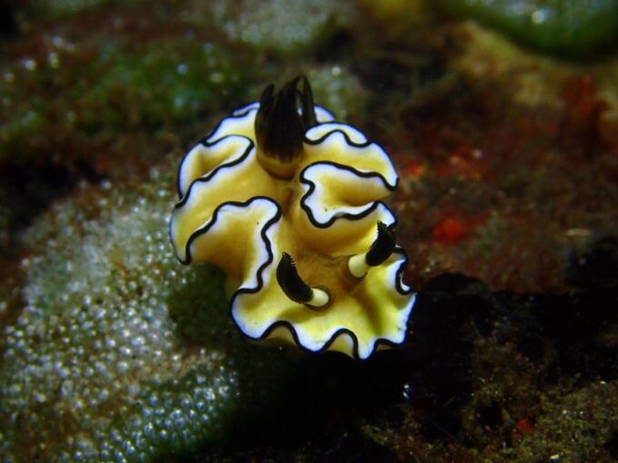 Bali : Tulamben Diving USAT Liberty Full Day With Transfer - Additional Information