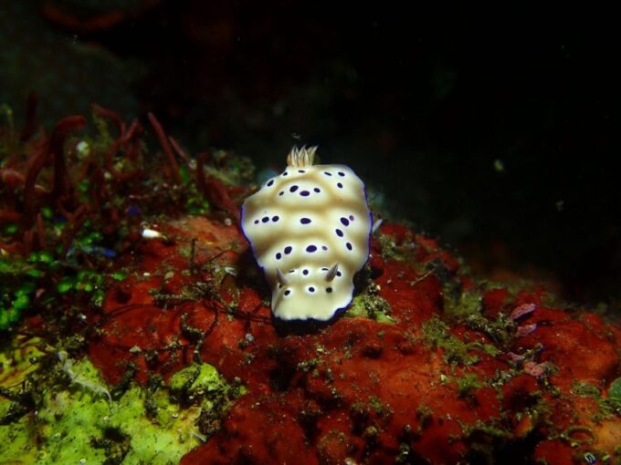 Bali : Tulamben Diving USAT Liberty Full Day With Transfer - Frequently Asked Questions