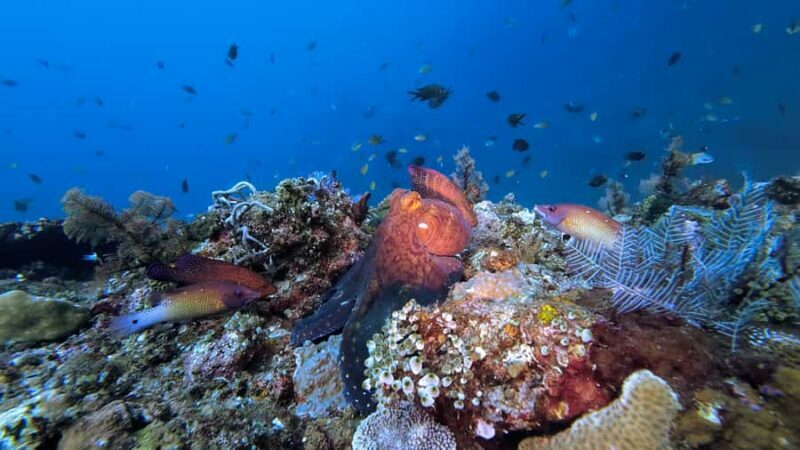 Bali: Tulamben Liberty Wreck Dive & Amed Kayak Trip - Why This Tour Stands Out