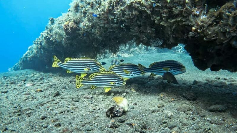 Bali: Tulamben Liberty Wreck Dive & Amed Kayak Trip - Who Should Consider This Tour?
