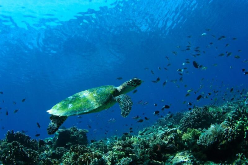 Bali: Tulamben USAT Liberty Wreck Scuba Diving - Key Points