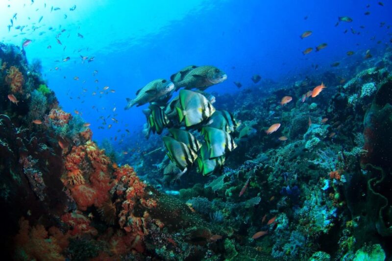 Bali: Tulamben USAT Liberty Wreck Scuba Diving - Itinerary and Schedule