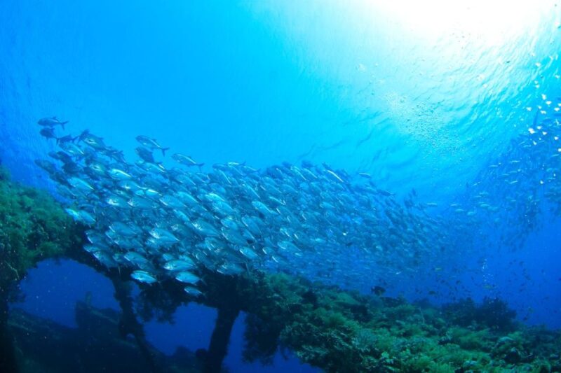 Bali: Tulamben USAT Liberty Wreck Scuba Diving - Pricing and Reservations