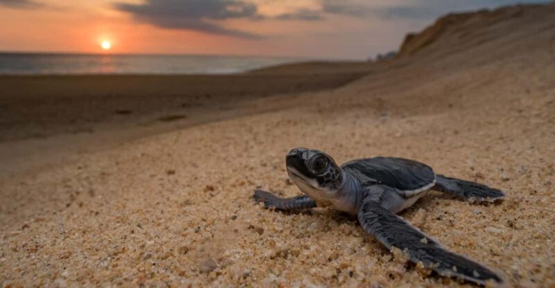 Bali: Turtle Conservation and Education Tour & Local Market - Pricing Information