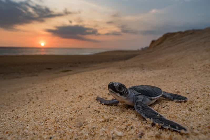 Bali: Turtle Conservation and Education Tour & Local Market - Turtle Conservation Centre