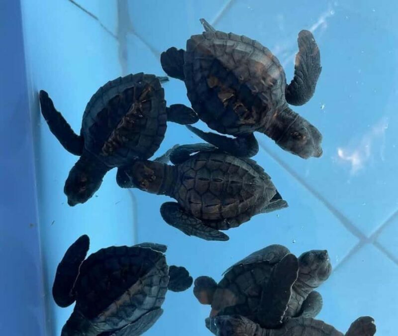 Bali: Turtle Conservation Visit & Island Land Tour - Key Points