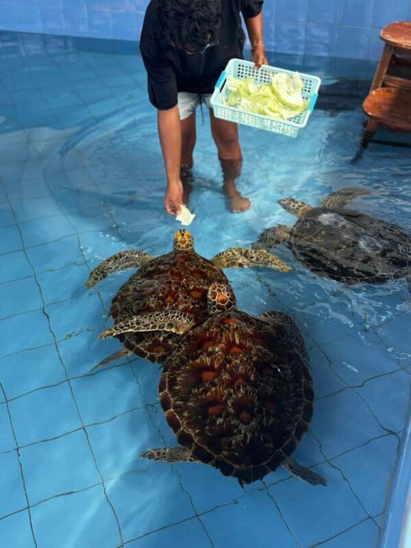 Bali: Turtle Conservation Visit & Island Land Tour - Introduction: What to Expect from This Tour