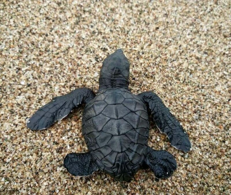 Bali: Turtle Conservation Visit & Island Land Tour - The Itinerary Breakdown: What Youll Experience