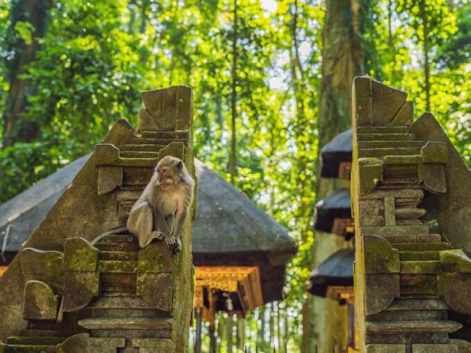 Bali: Ubud Adventure, Swing, Monkey Forest & Waterfall Tour. - Frequently Asked Questions