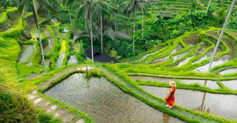Bali: Ubud and Kintamani Viewpoint Opt. Swing & Buffet Lunch - Itinerary Highlights