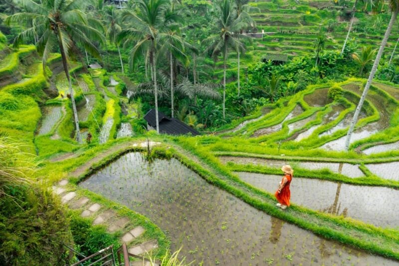 Bali: Ubud and Kintamani Viewpoint Opt. Swing & Buffet Lunch - Included Services