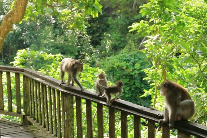 Bali: Ubud and Kintamani Viewpoint Opt. Swing & Buffet Lunch - Pricing and Cancellation