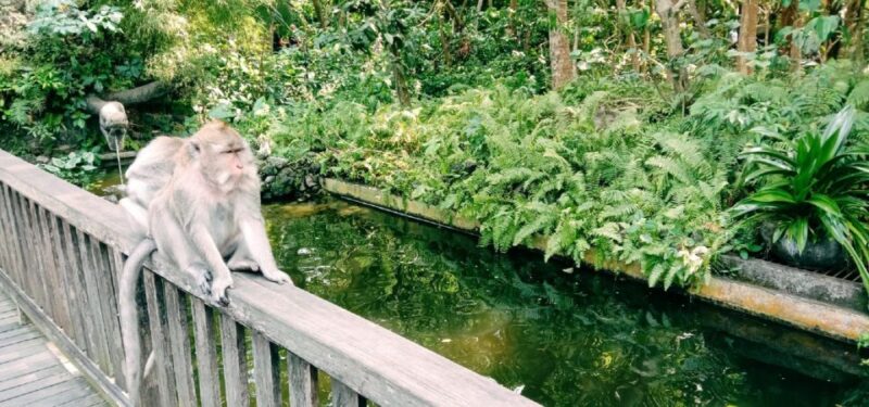 Bali : Ubud Customizable Private Car Tour With Driver - Cancellation Policy