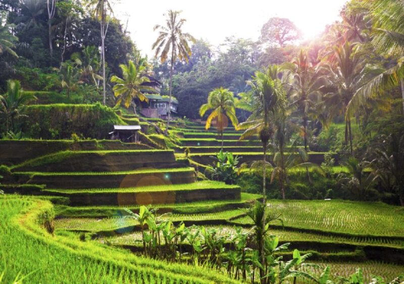 Bali: Ubud Full-Day Sightseeing Tour With Legong Dance Show - Customer Reviews