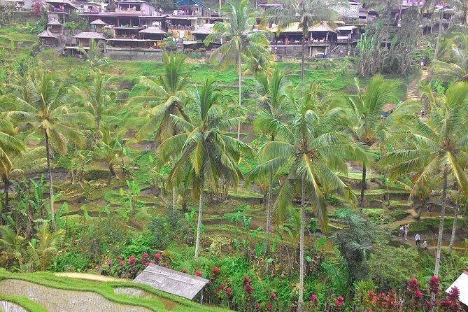Bali Ubud & Kintamani Volcano Tour -All Inclusive - Who Would Love This Tour?