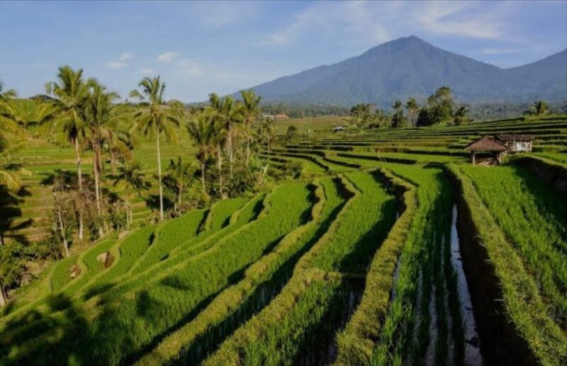 Bali: Ubud, Kintamani Volcano, Waterfall, Temple & Paddie - Included Amenities