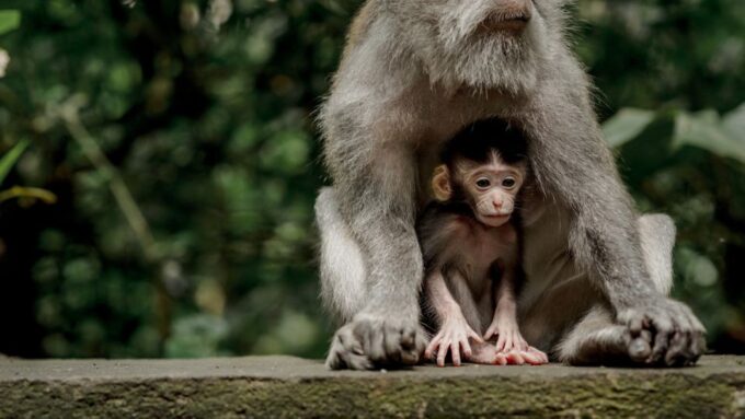 Bali: Ubud Monkey Forest Private Tour, Luxury Car - Sacred Monkey Forest Sanctuary