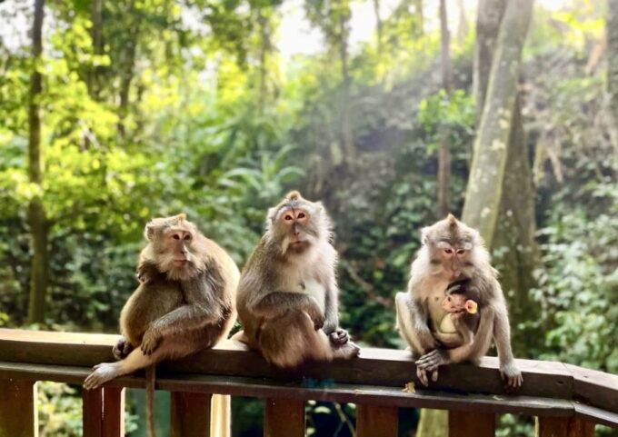 Bali: Ubud Monkey Forest, Tegalalang & Uluwatu Sunset Tour - Pickup Location