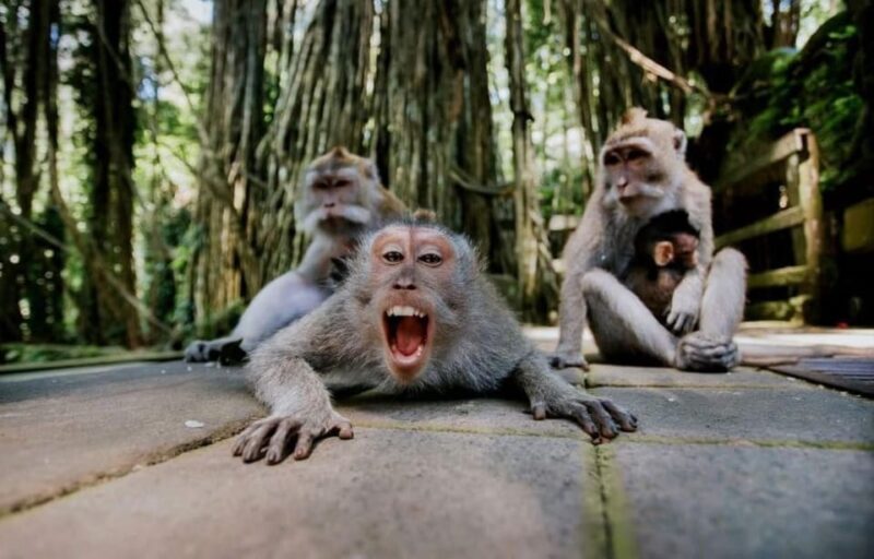 Bali: Ubud Nature Tour - Booking and Cancellation Policy