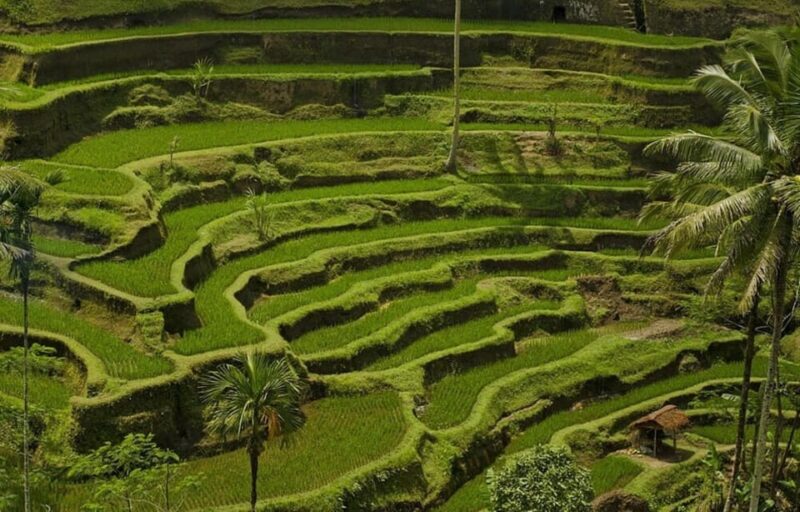 Bali: Ubud Nature Tour - Pricing and Duration