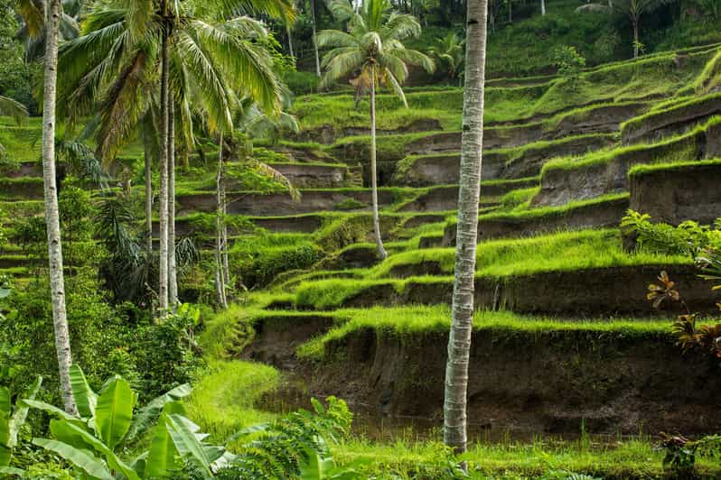 Bali: Ubud Private Car Charter With Driver - Key Points