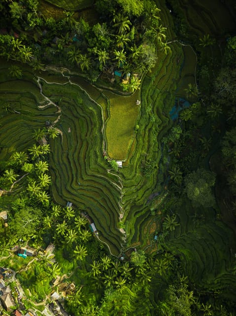 Bali: Ubud Private Car Charter With Driver - Transportation Options