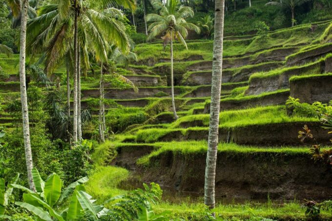 Bali: Ubud Private Car Charter With Driver - Customizable Experiences