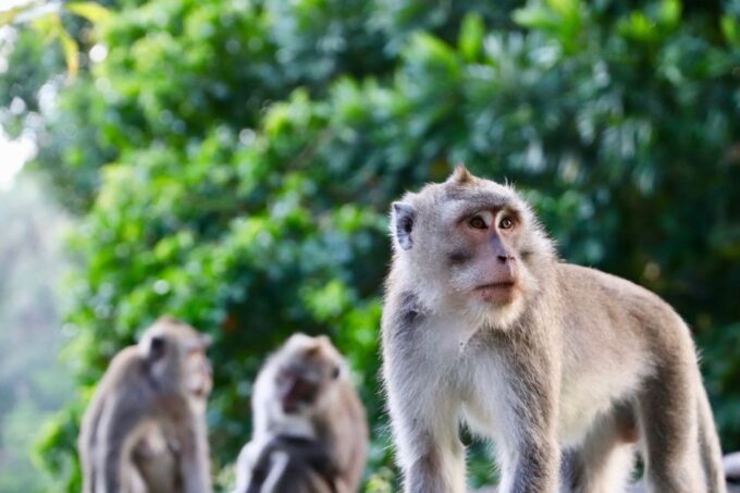 Bali: Ubud Rice Terraces, Temples and Volcano Day Trip - Lunch With Mount Batur Views