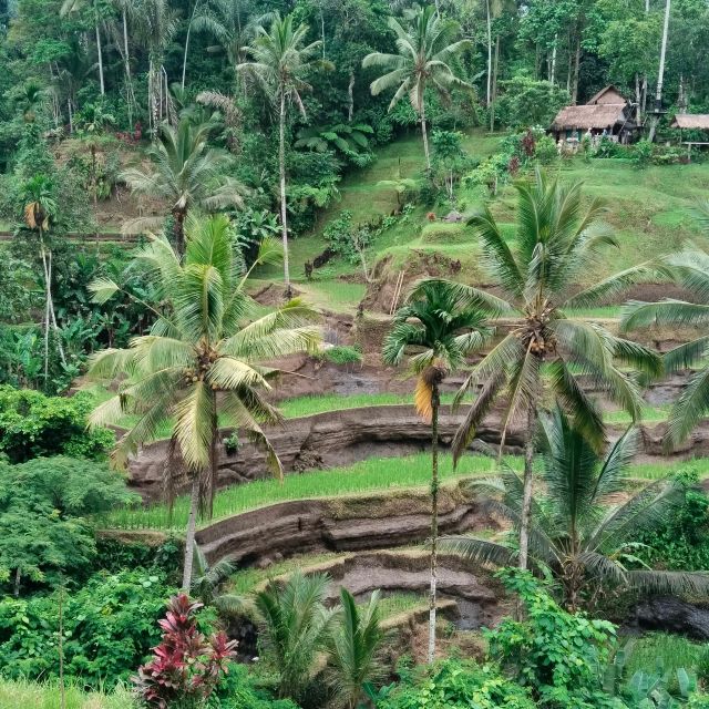 Bali: Ubud Short Trip Waterfall & Rice Terraces Walk - Key Points