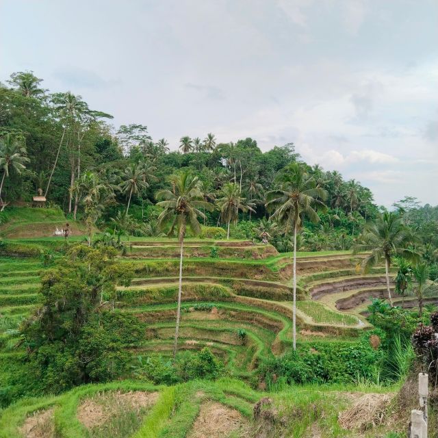 Bali: Ubud Short Trip Waterfall & Rice Terraces Walk - Inclusions and Exclusions