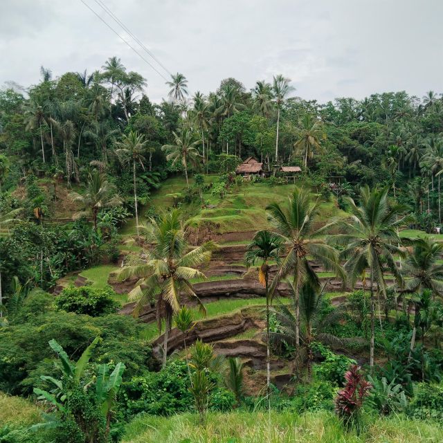 Bali: Ubud Short Trip Waterfall & Rice Terraces Walk - Availability and Booking