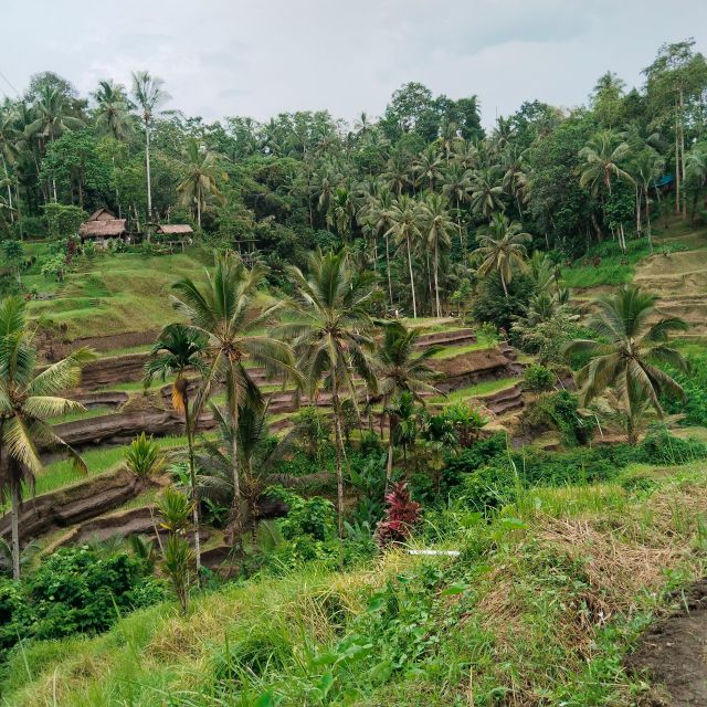Bali: Ubud Short Trip Waterfall & Rice Terraces Walk - Frequently Asked Questions